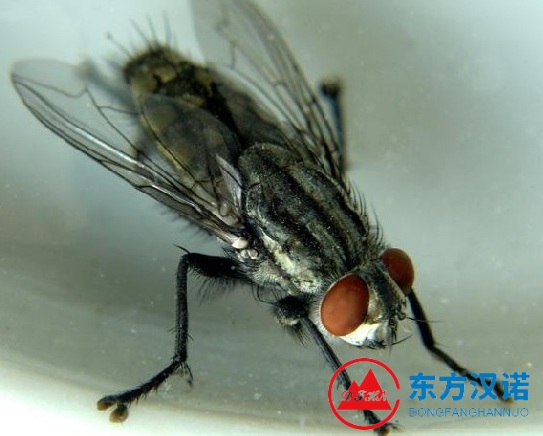 蒼蠅太多了用什么方法消滅才能去除干凈？